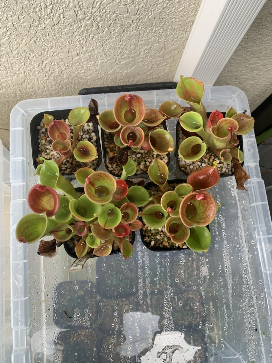 drasticoval's tweet photo. 山田食虫植物農園さんのミノールを栽培してる衣装ケースを掃除ついでに撮ったのですが、改めて見てやっぱり可愛い😍 https://t.co/8kmqM04SGi