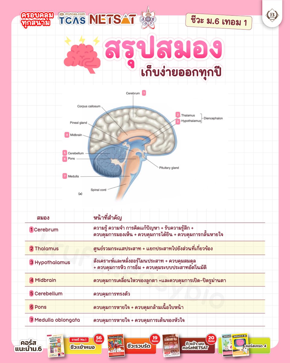 easybioKruFai's tweet photo. 🧠สรุปสมอง (ฉบับทวนหน้าห้องสอบ)
ม.6 เซฟเก็บไว้ทวน!

#ชีวะครูฝ้าย #dek70 #dek71 #dek72 #สรุปชีวะ https://t.co/ZlJhecexAQ