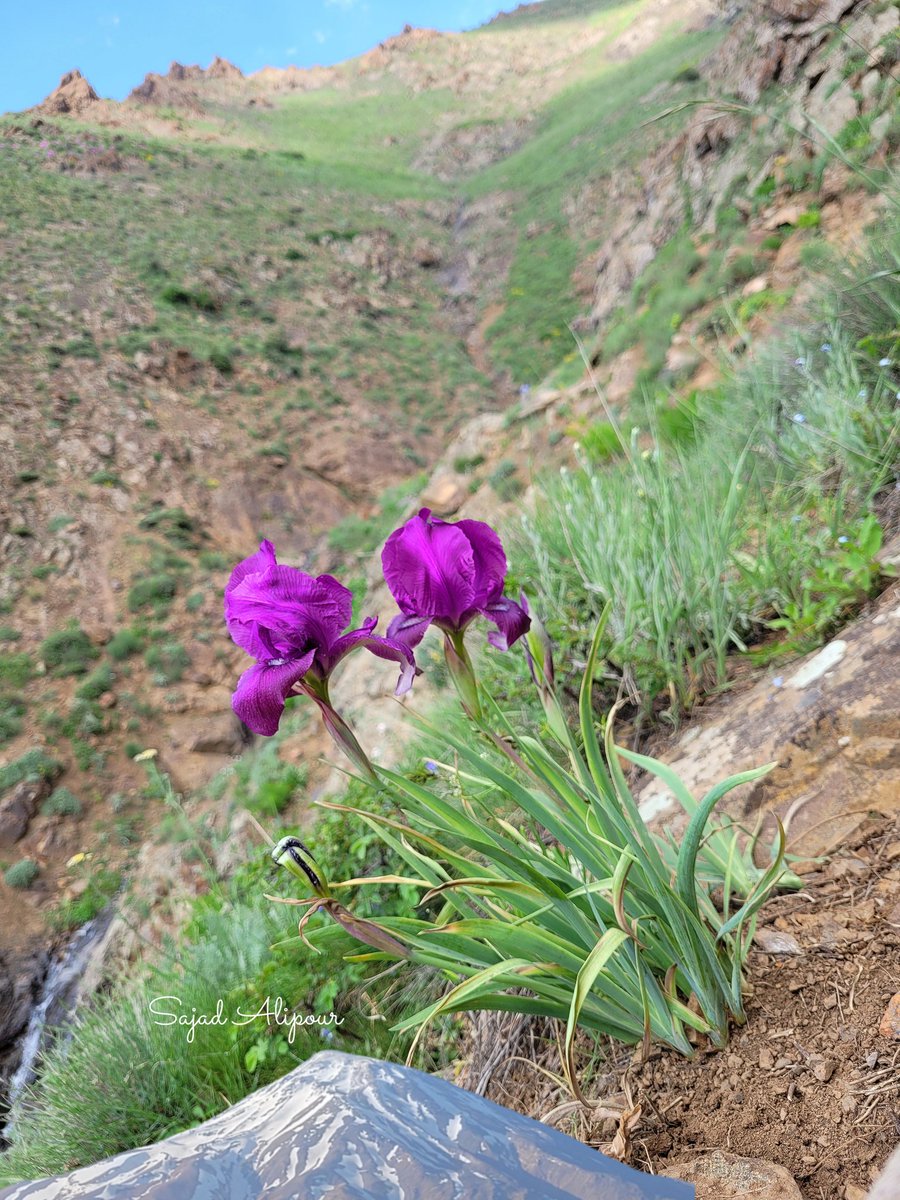 SajadAlipour98's tweet photo. Iris demawendica
Named after Mount Damavand 
North of Iran
June 2026, 2100m
Mount Damavand is Iran's highest peak, an inactive stratovolcano in standing about 5,610 meters tall. It's the highest mountain in the Middle East and the highest volcano in Asia. 
#iris #iridaceae https://t.co/UEayXLzkuE