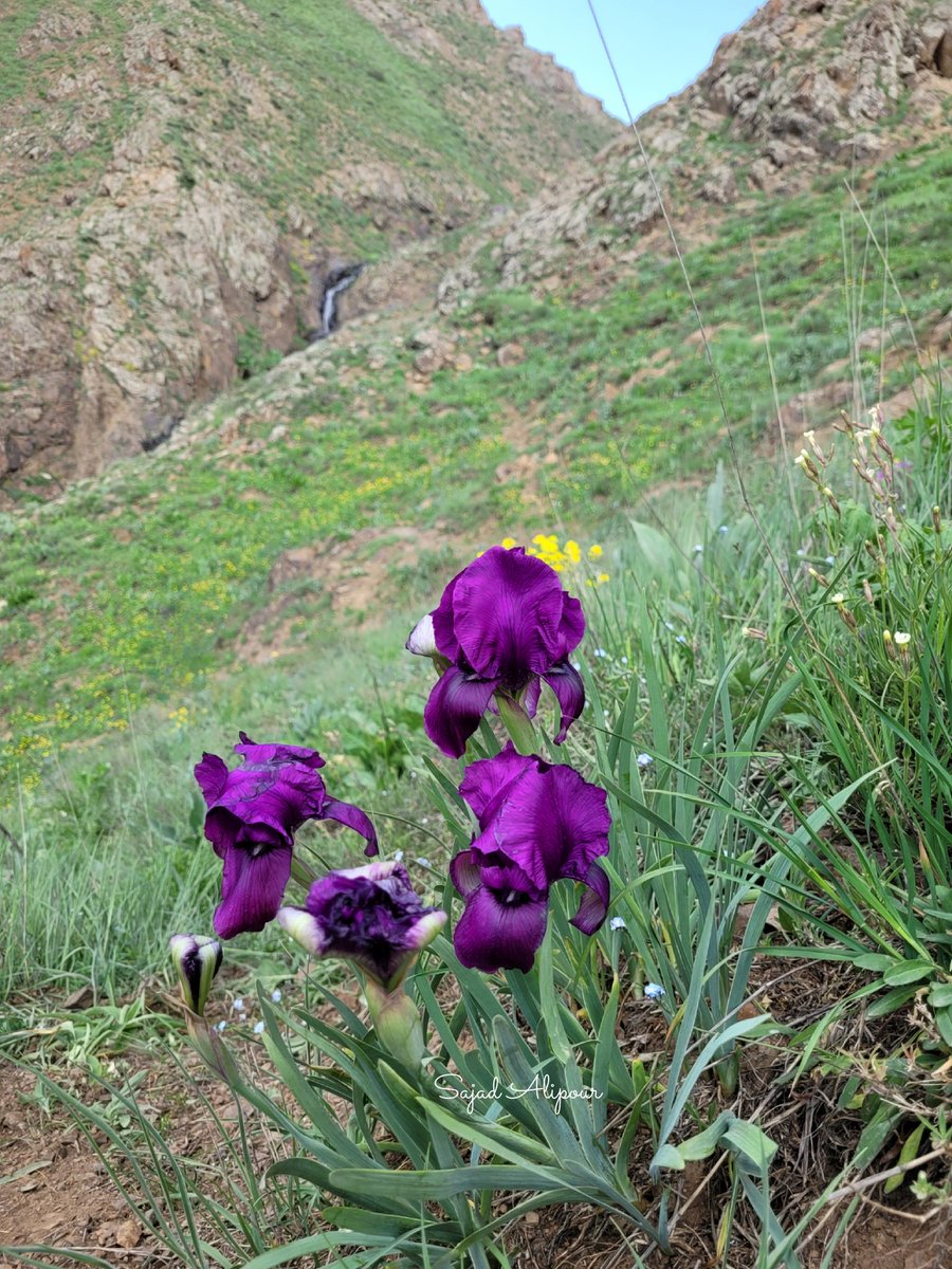 SajadAlipour98's tweet photo. Iris demawendica
Named after Mount Damavand 
North of Iran
June 2026, 2100m
Mount Damavand is Iran's highest peak, an inactive stratovolcano in standing about 5,610 meters tall. It's the highest mountain in the Middle East and the highest volcano in Asia. 
#iris #iridaceae https://t.co/UEayXLzkuE