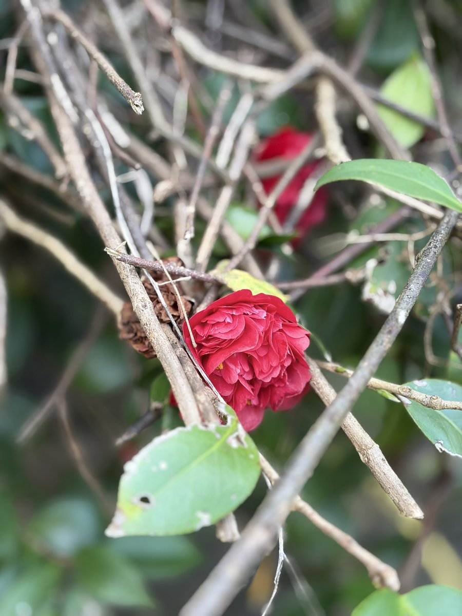 fromyardtotable's tweet photo. A winter bloom https://t.co/HwoNSXosna