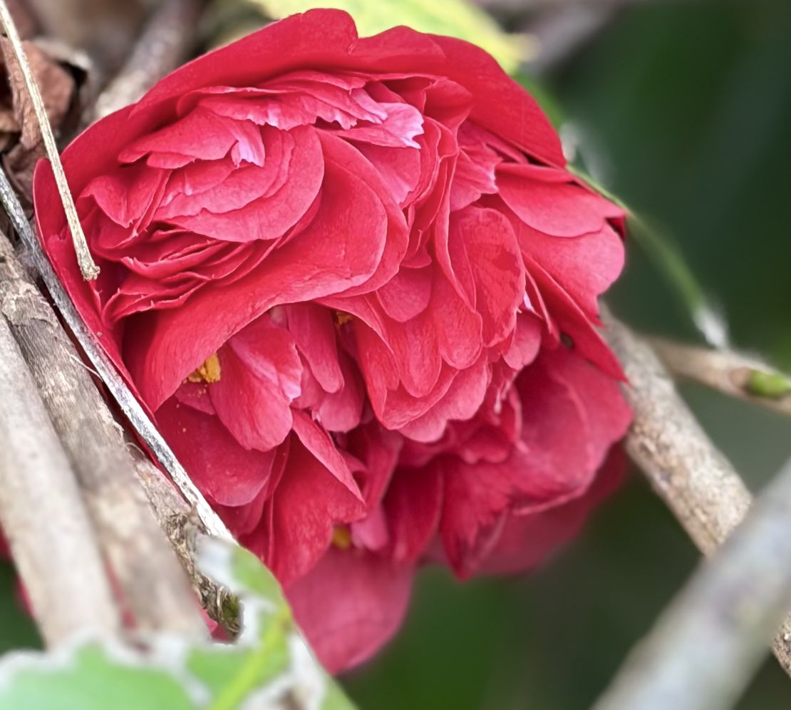 fromyardtotable's tweet photo. A winter bloom https://t.co/HwoNSXosna