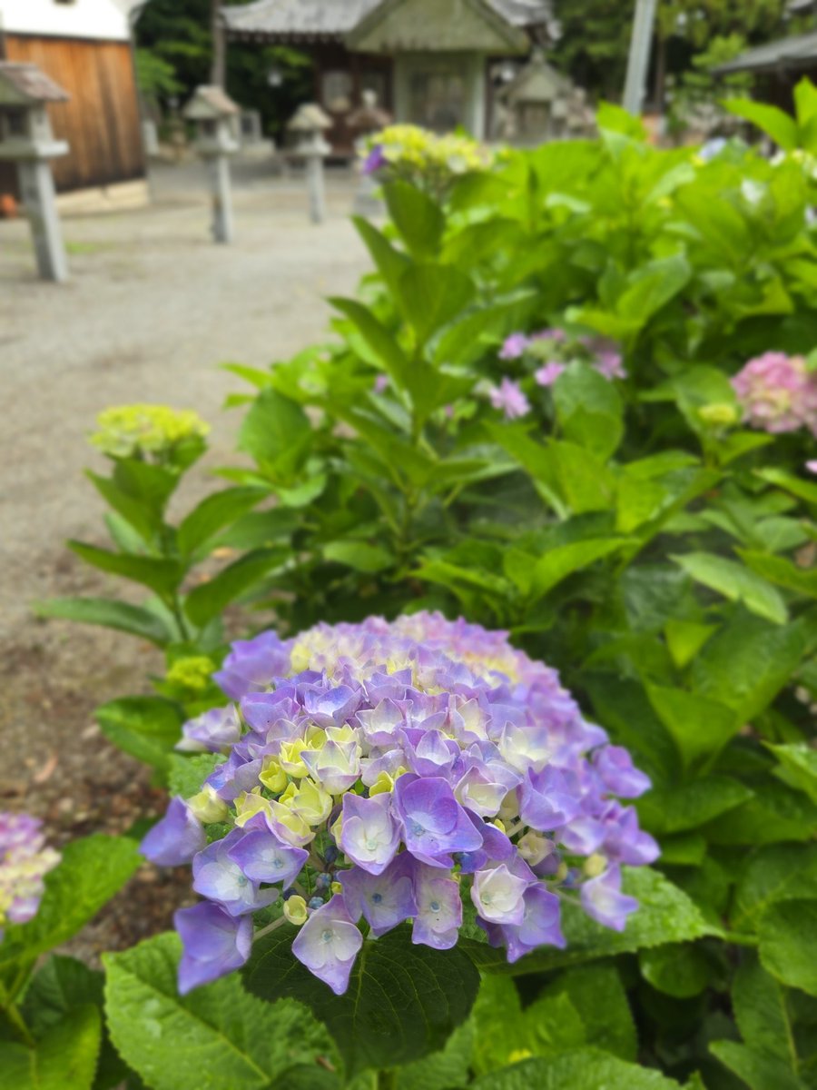 moomins86's tweet photo. 立志神社さんへお詣り⛩️
紫陽花が綺麗です♡
 #立志神社
 #紫陽花
 #hydrangea
 #滋賀 https://t.co/CNzBjMhwmb