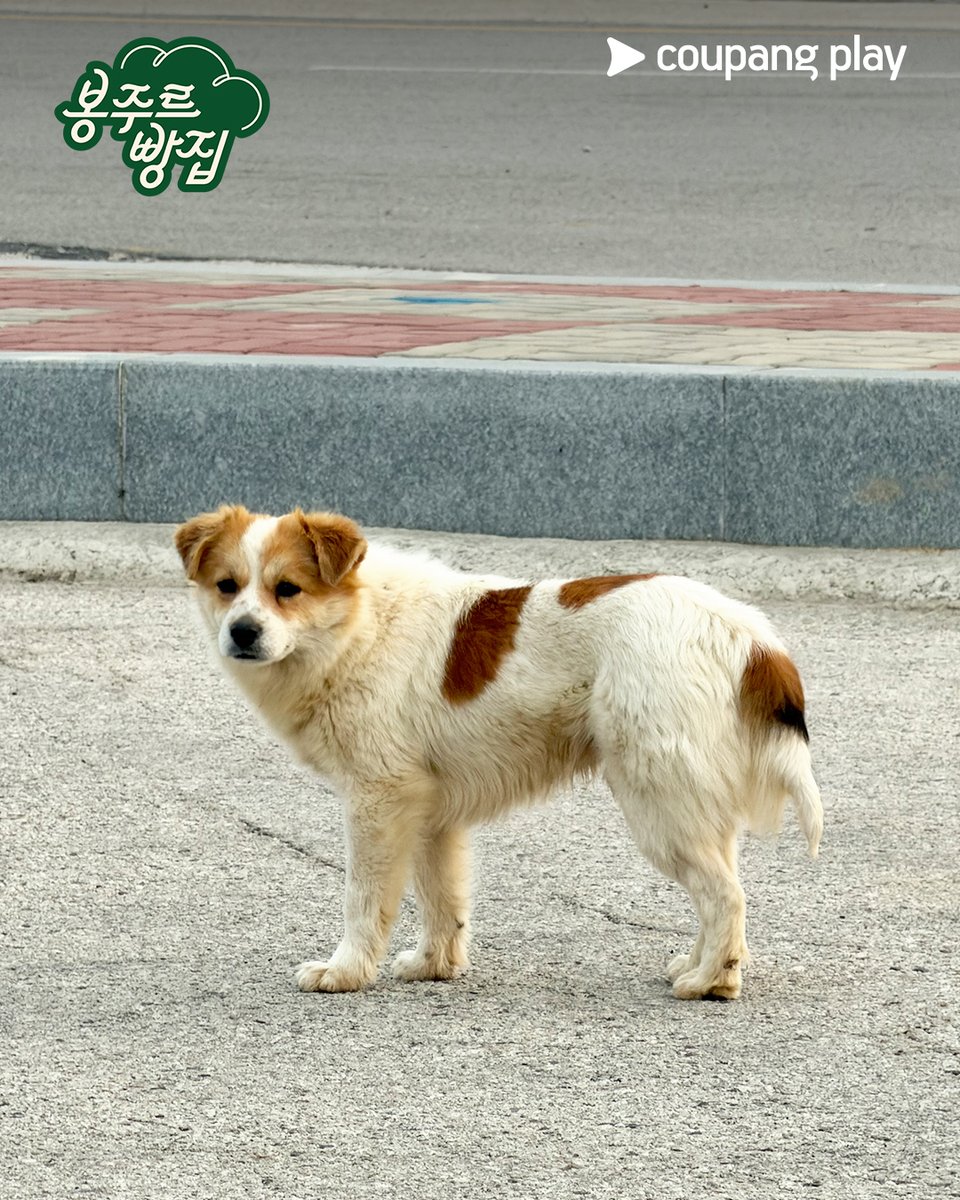 쿠팡플레이 Coupang Play tweet media