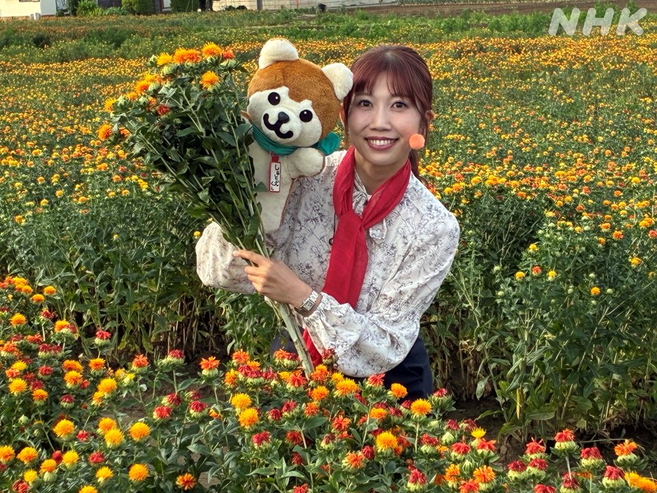 nhk_saitama_'s tweet photo. 「おでかけしゅと犬くん🐶」は桶川市から！
市のシンボルにもなっている花についてご紹介します！
https://t.co/KVKCniMkf6 https://t.co/VUsVZSSD9c