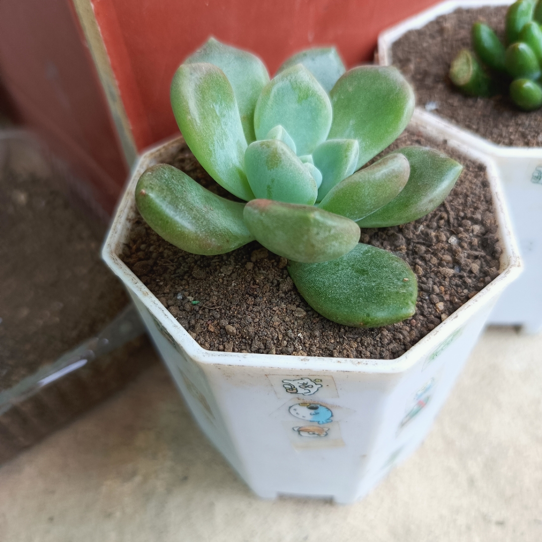 Audyodd's tweet photo. [Turn an old glass jar into a cute succulent planter! Add some pebbles and soil, and you’ve got a perfect mini home decor piece. Save money u0026 reduce waste ] https://t.co/YS1VNYKSha