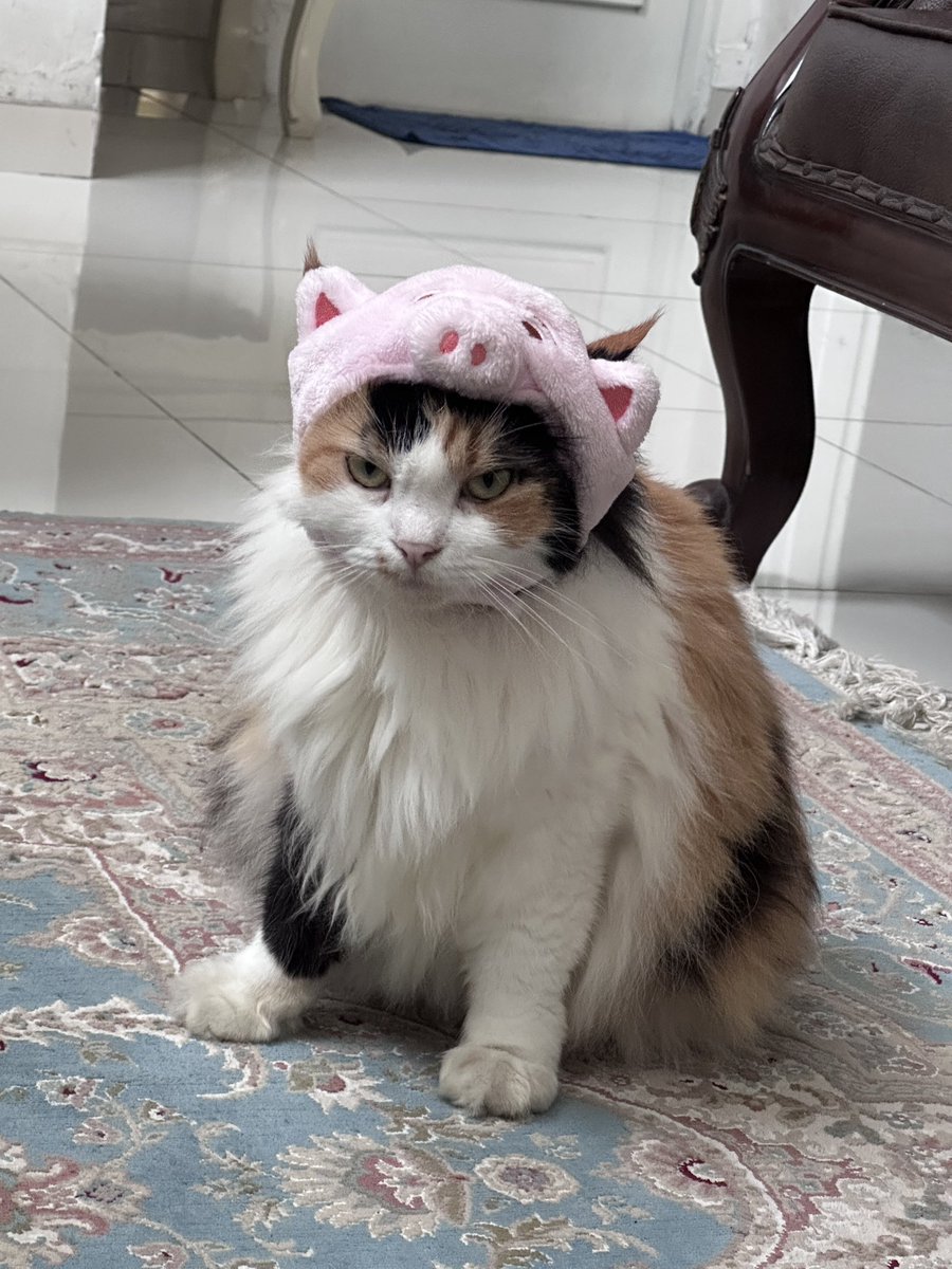 pentolkuriya's tweet photo. Varian misduludu (thread ini dibuat utk menghibur bapaknya mudul yg lg banyak kerjaan, bkn krn mudul lucu)

Mudul kodok
Mudul unicorn
Mudul babi
Mudul kambing https://t.co/6DpuUWQ6dg