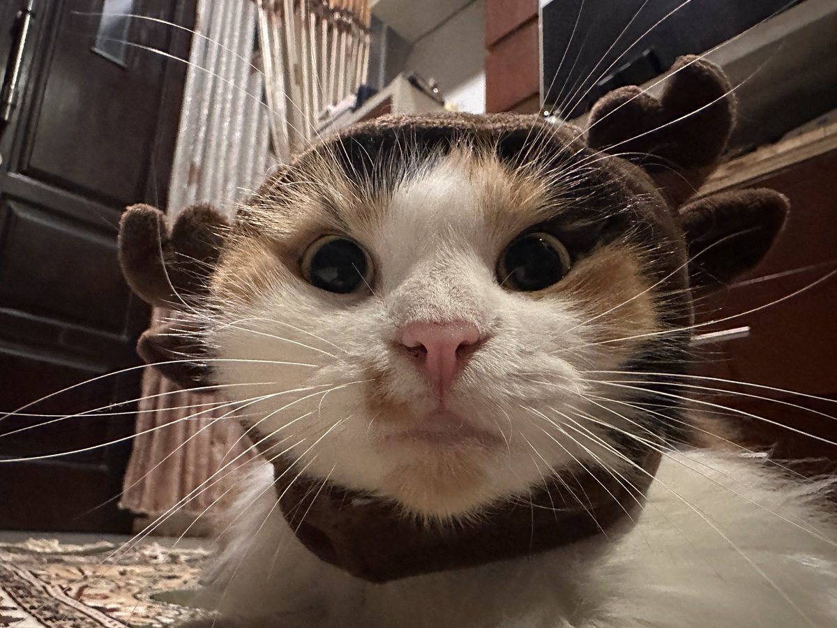 pentolkuriya's tweet photo. Varian misduludu (thread ini dibuat utk menghibur bapaknya mudul yg lg banyak kerjaan, bkn krn mudul lucu)

Mudul kodok
Mudul unicorn
Mudul babi
Mudul kambing https://t.co/6DpuUWQ6dg