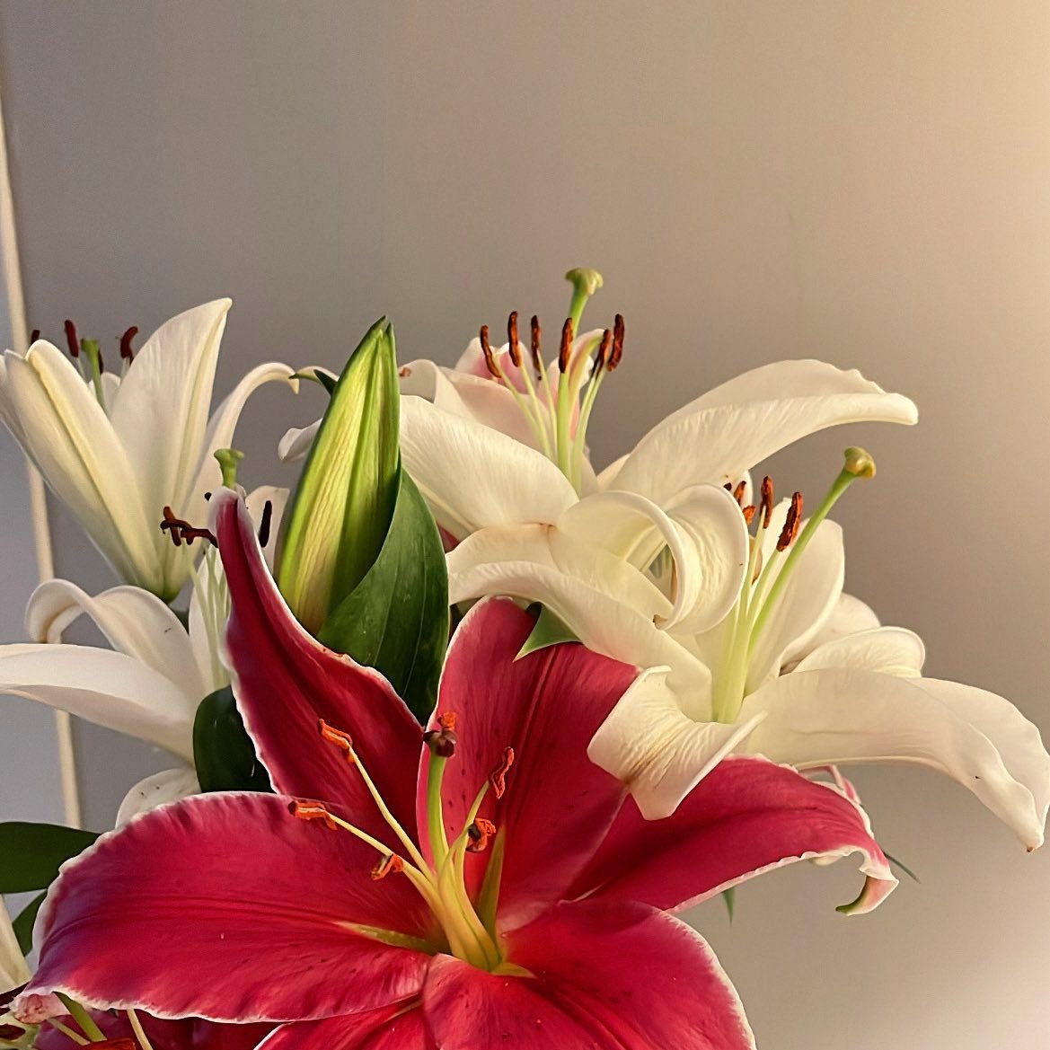 Y33Miss's tweet photo. أحلى وأرق أنواع الورد ورد"Lilium"
الأقرب لقلبي دائمًا🪷🦌 https://t.co/uKYolM2Ioe