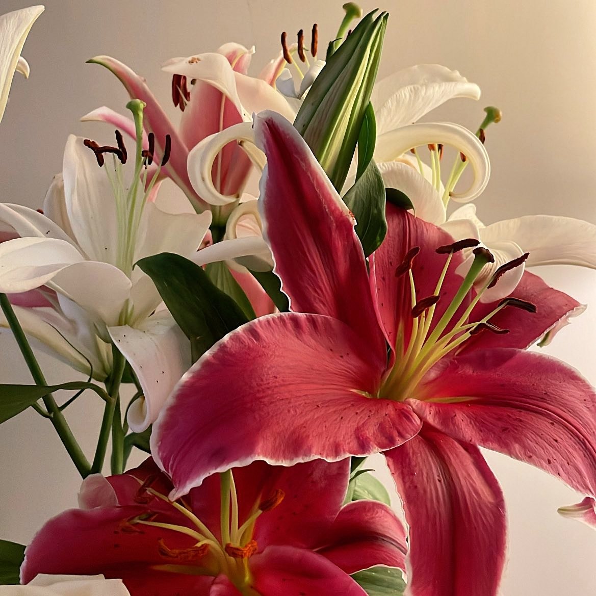 Y33Miss's tweet photo. أحلى وأرق أنواع الورد ورد"Lilium"
الأقرب لقلبي دائمًا🪷🦌 https://t.co/uKYolM2Ioe