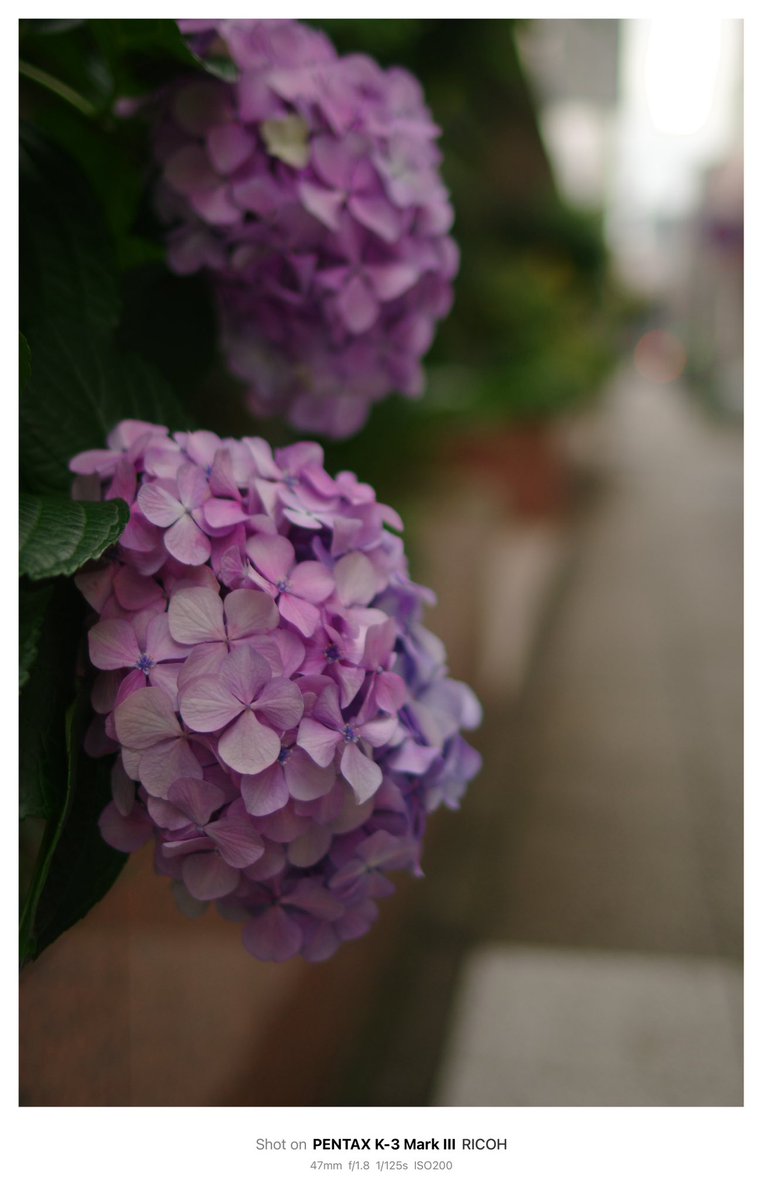 ONa6ce's tweet photo. いよいよ梅雨か…

#YOKOHAMA 
#紫陽花 https://t.co/vguBjCUnA2
