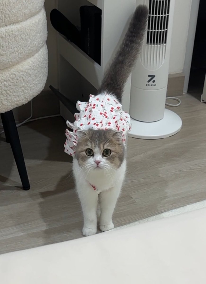 ispraews's tweet photo. น้องปุยกับชุดเชอรี่มาแย้ว 🍒 https://t.co/KhnuSjKGzF