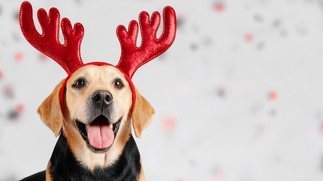 maple101811's tweet photo. Curious dogs fill the world with happiness 🌍
Their energy fills homes with laughter 🐶
Ofs https://t.co/tYXpPvLrwY