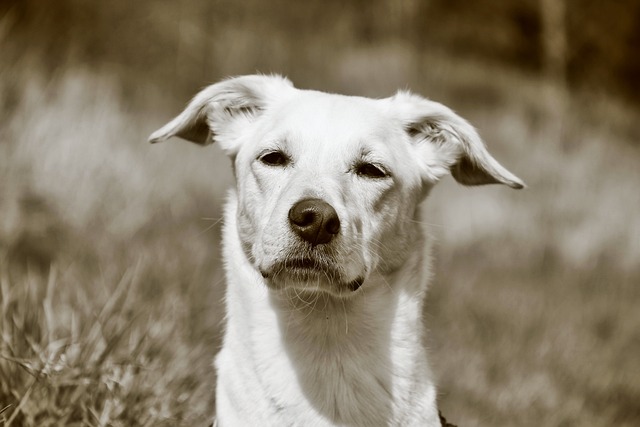 IlseAndersen's tweet photo. Dogs turn simple moments into adventures 🐾
Their playful spirit inspires joy every day ✨
ZIC https://t.co/B0HTequwFD