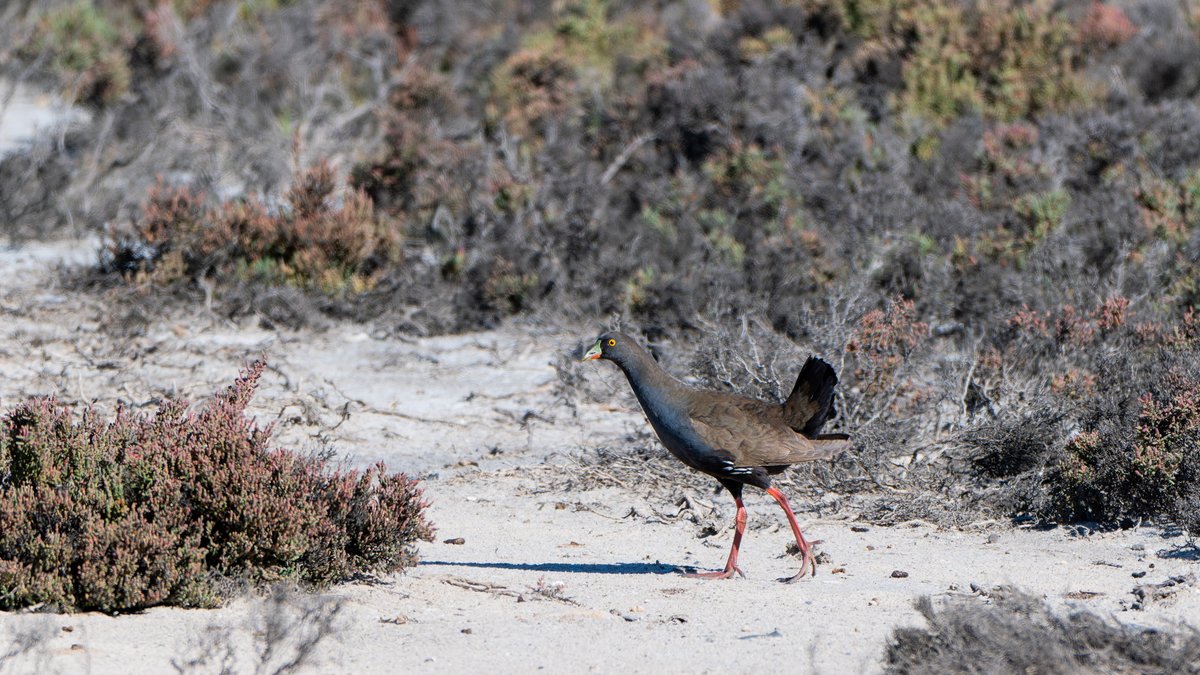 aves_bird's tweet photo. Black-tailed Nativehen &amp; Australian crake. South Australia, Dec 2025. https://t.co/s0yEDNltyO