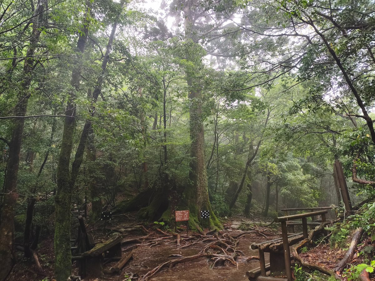 fancy_mouse_'s tweet photo. 白い玉…ないねぇ…

ﾃﾞﾓ好きな雰囲気の写真が沢山撮れﾏｼﾀ

写真
右端のちっこい倒木がアヒルに見える…

太鼓岩に向かうこのひらけた場所だけ
霧が出てるわけでもないのに
空気が白っぽくて
それは不思議だった

苔むす倒木とその空洞の中

#屋久島 #白谷雲水峡 #もののけ姫 #森 https://t.co/1dk6XzdMBR