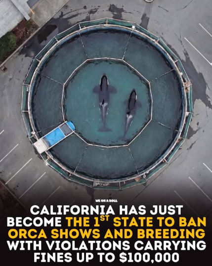 Elizabeth_Ruler's tweet photo. California bans orca shows. Another win by vegans. https://t.co/fAGrm0m6Qg