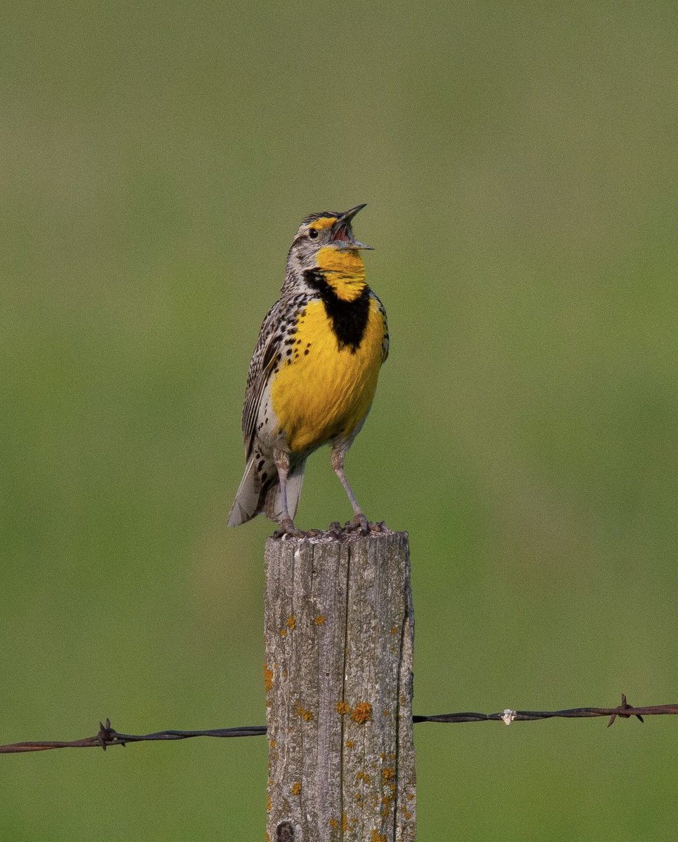 prairieguy2016's tweet photo. Meadowlark Monday! A bright yellow Western Meadowlark stands on an old wooden fence post to belt out its familiar song out on the Dakota prairie.
https://t.co/Fs03XmaudB #photography #nature #birds #grasslands #northdakota #prairie https://t.co/tQ2QKW0n5l