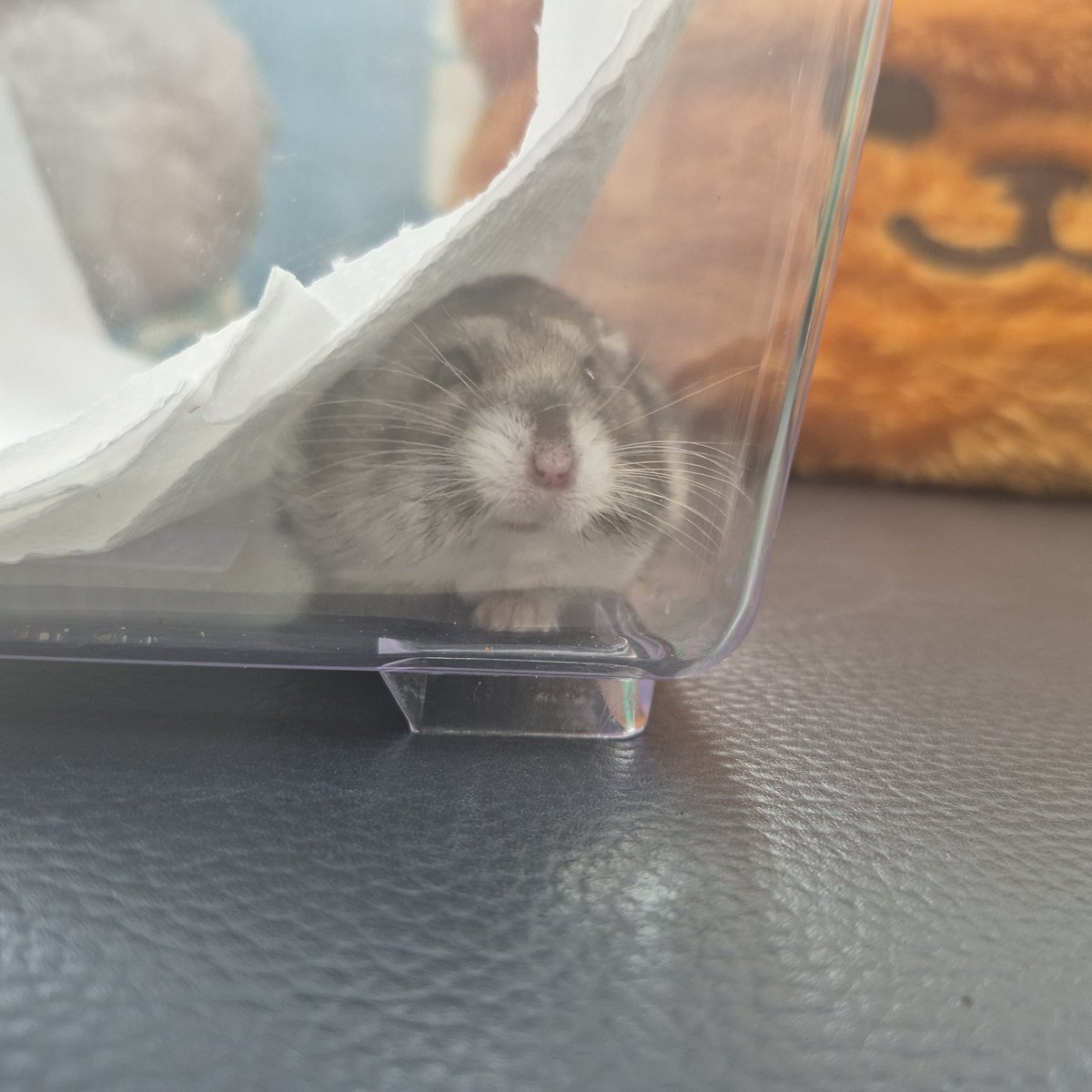 seori_ham's tweet photo. 이 수달뭐지? https://t.co/lSMPgmrgA2