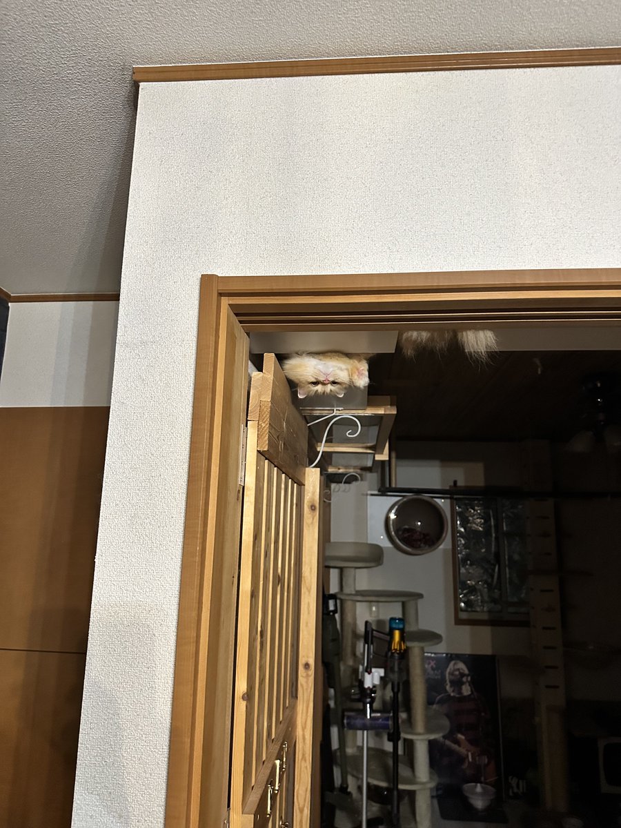 NEKOLAND13's tweet photo. 帰宅後、猫の出迎え方に膝から崩れた https://t.co/rG4Dwfy6Ao