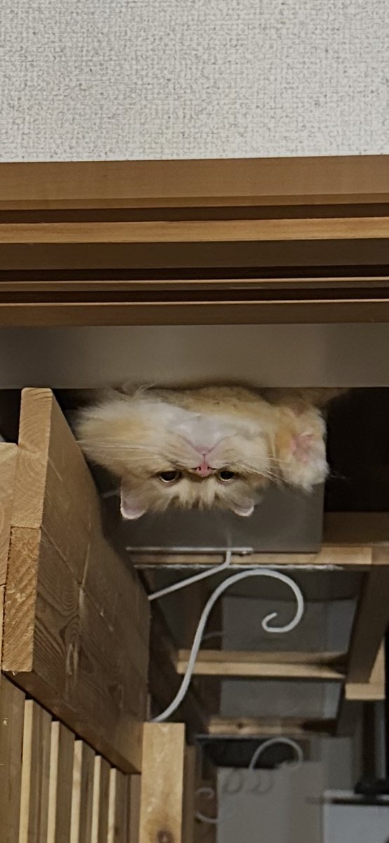 NEKOLAND13's tweet photo. 帰宅後、猫の出迎え方に膝から崩れた https://t.co/rG4Dwfy6Ao