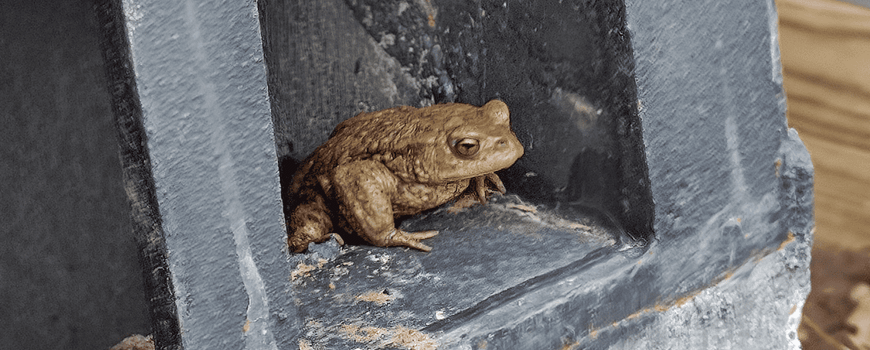 NatureTodayNL's tweet photo. Pad uit de Put! biedt twaalf gemeenten unieke kans om amfibieënsterfte terug te dringen: Gemeenten kunnen vanaf 15 juni deelnemen aan een nieuw initiatief om amfibieën beter te beschermen en tegelijkertijd te werken aan biodiversiteit, klimaatadaptatie… https://t.co/vCvPLAPgkx https://t.co/FdPcRONDKd