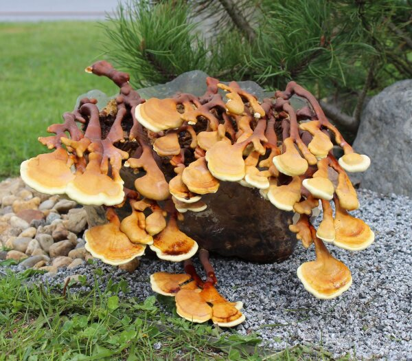 Elijahkrings's tweet photo. Reishi/ Ling Zhi is called the king of medicinal herbs in TCM outranking all others

Its has almost universal healing features against

CVD
Cancer
Skin Issues
Neuropathy
Viral Infections
Pulmonary Disease
Neurodegeneration
Th1/Th2 Imbalance
Bacterial Infections
Autoimmune Disease
Histamine Related Issues

Dr Fukumi Morishige used ~ 1:1 ratio of Reishi:Vitamin C at dosages >3gr to treat cancers, which is pretty interesting (no medical advice)

Dosages up to 30gr have been trialled without serious side effects. Most dosages are in 3-9gr range

Extracts have to be dual extracted to get the terpenoids with the water soluble parts like polysaccharides

Tea extracts are also used in TCM but the taste is off as its kind of bitter