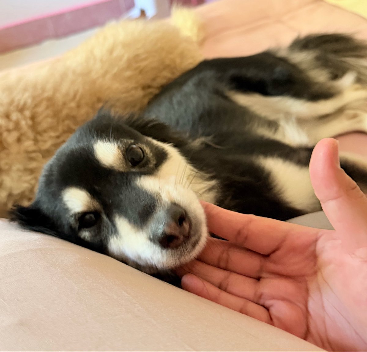 nooniiz_nn's tweet photo. หน้าจุ๋มจิ๋มจังเยยน้า 🤏🏻🐶 https://t.co/Vu5mBOnUdB