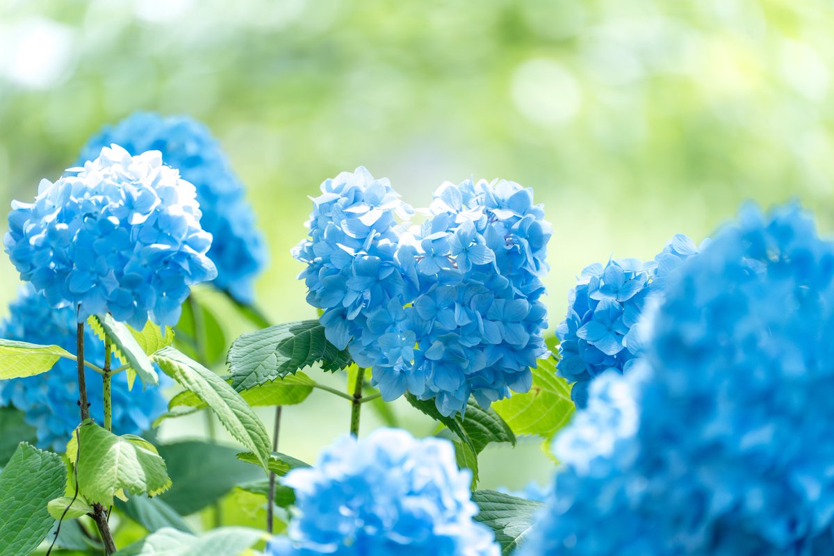 ついつい探してしまうハート形の紫陽花！宝探しみたいで見つけると