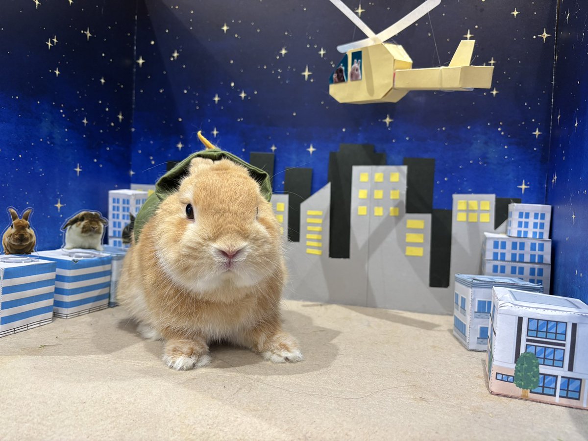 ebina_sippo's tweet photo. 本日の怪獣さん🐰
誕生日のうさぎさんも来てくれました🎉
#うさぎのしっぽ　#うさぎのしっぽビナウォーク店　#うさぎのいる暮らし　#うさぎ好きさんと繋がりたい　#うさぎ専門店　#토끼　#兔子　#rabbit https://t.co/ceKtTVYgYH