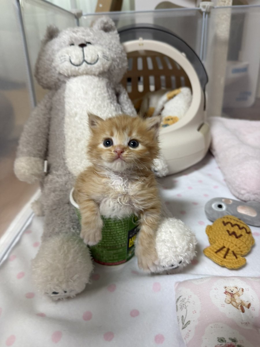 ang_cheese's tweet photo. 컵누들 째째맛 https://t.co/Wgq9nBvCvV