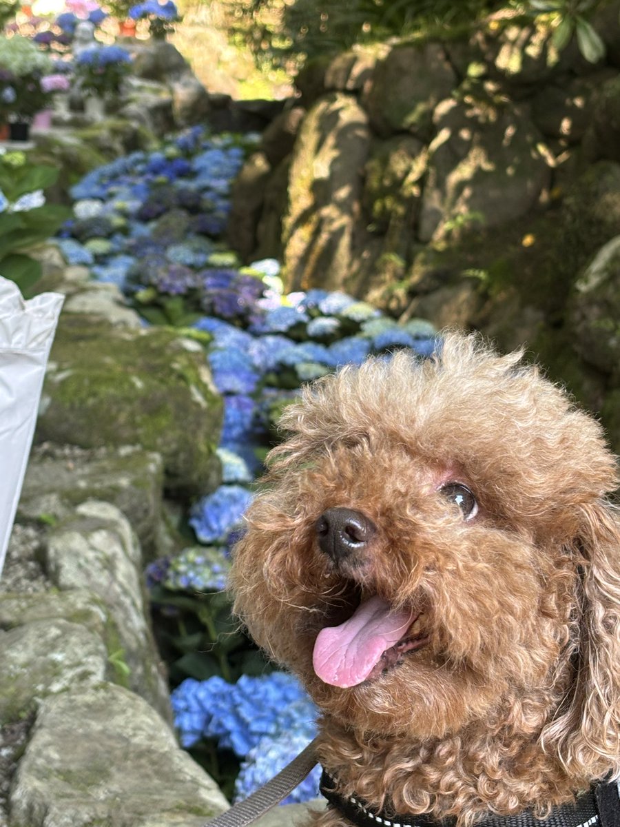 muuuta6103's tweet photo. ほぁ〜✨奈良　#岡寺
紫陽花🪻綺麗だったなぁ✨

　　　　　　　🪻🪻🪻　　　　🐕💨✨ https://t.co/WjKoGgNbDJ