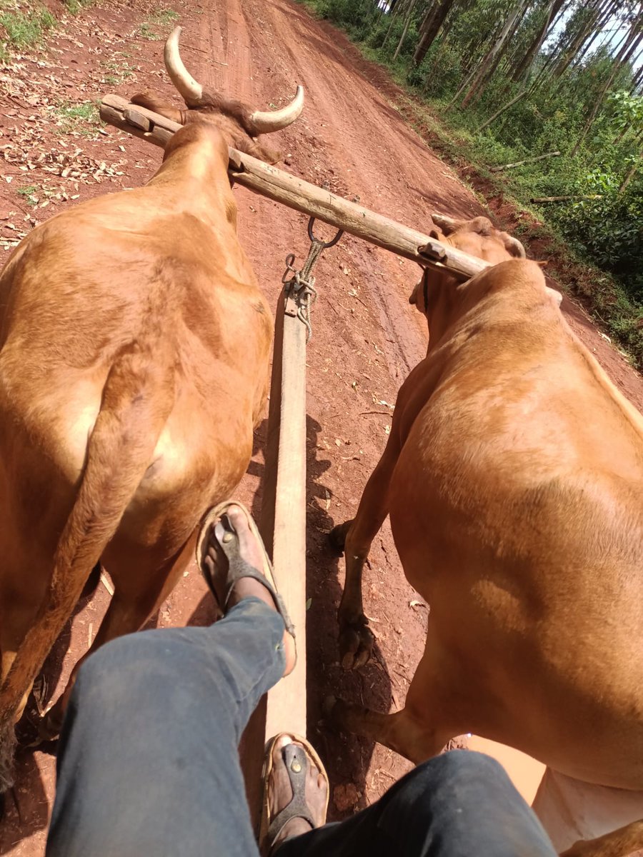 Kotsocha_ke's tweet photo. Ni Lunch time munakula nini? https://t.co/F3KyqHb9g4