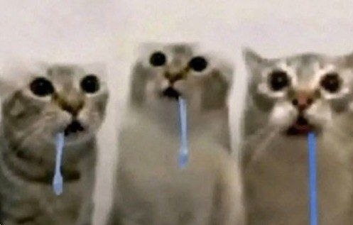 POPCATHOLDER tweet media