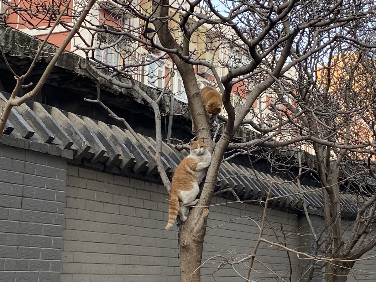 rinnata_s's tweet photo. Saw my neighbor’s cat stuck in the tree, we worked together to get it down—warm small moments make every day sweet! https://t.co/ZWCbTbOQvu