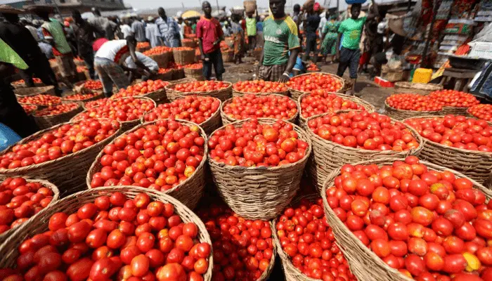 NigeriaStories's tweet photo. The price of Tomato 🍅 will crash in October.

~ Farmers assure Nigerians https://t.co/0vnlYAjkqd