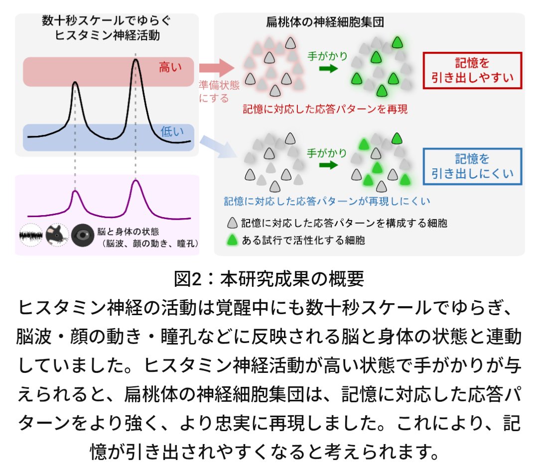 shinbiosis's tweet photo. 今回『Neuron』に掲載された研究では、マウスの脳内ヒスタミン神経のゆっくりした活動のゆらぎが、記憶を“思い出しやすい状態”にすることが示されました。

面白いのは、記憶が「ある／ない」だけの話ではない、という点です。

同じ記憶を持っていても、その瞬間の脳の状態によって、思い出しやすい時と、思い出しにくい時がある。

つまり記憶とは、保存されているかどうかだけでなく、「今、その記憶にアクセスできる状態かどうか」にも左右されるのかもしれません。

今回の研究は報酬記憶を対象にしたものですが、今後はこの仕組みが、恐怖記憶、空間記憶、社会記憶などにも共通するのかが重要になります。

さらに、ヒトの日常的な記憶のゆらぎにも関わるのか。

たとえば、昨日は思い出せなかったことを今日は思い出せる。
午前中は頭がはっきりしていたのに、夕方になると急に言葉が出てこない。体調や疲労、睡眠、炎症、薬の影響によって、認知の調子が大きく変わる。

こうした「記憶や認知機能の日内変動・日差変動」は、加齢や認知症の場面でもよく見られます。

もし記憶の問題の一部が、記憶そのものの消失ではなく、「アクセスしにくい脳状態」によって起きているのだとしたら、見え方は少し変わります。

“忘れた”のではなく、
“今は取り出せない状態にある”

もちろん、認知症の病態を単純化することはできません。
神経変性や脳の構造変化、炎症、血管障害など、さまざまな要因が関わります。

それでも、記憶を「保存された情報」だけでなく、「その情報にアクセスできる状態」として捉える視点は、加齢や認知症に伴う認知機能のゆらぎを理解するうえで重要な入口になるかもしれません。