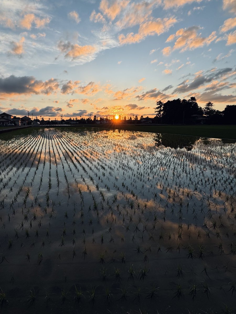toyamacitykanko's tweet photo. 6月の富山。
田んぼに夕陽が映るだけで、
こんなに美しい。 https://t.co/8ZCtKKP8aV