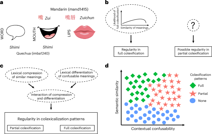 NatureHumBehav's tweet photo. The interaction of meaning similarity and confusability explains regularity in form–meaning mappings at and below the word level https://t.co/X9qm4rAJ1V https://t.co/q7I7GN5jyC