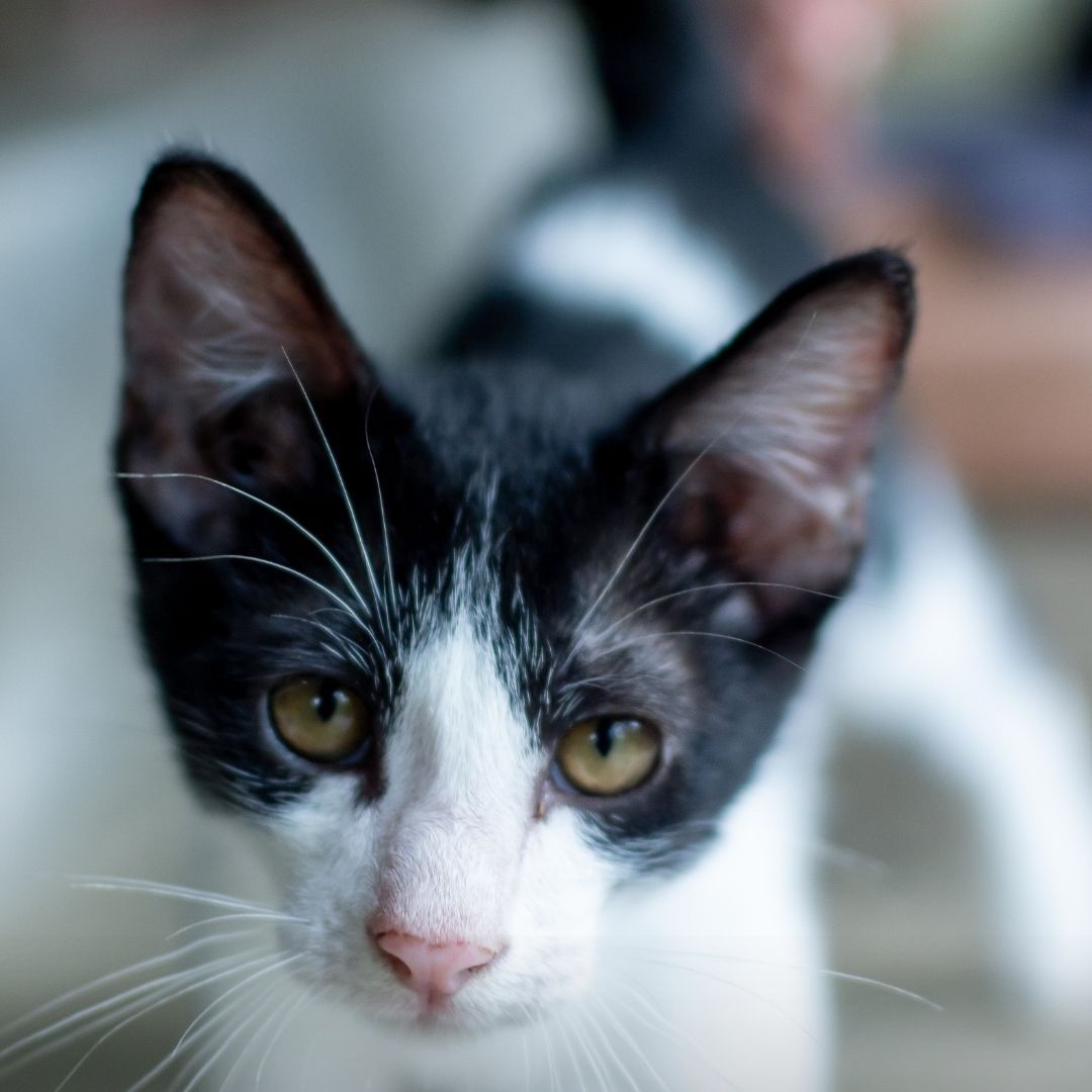 fourpawsint's tweet photo. 🐱Imagine finding a box filled with kittens on your doorstep. That is what happened one morning in the quiet stillness of the Sungai Wain Protected Forest in Indonesia. 🇮🇩 Our partner Pro Natura Foundation took best care of them.
📸: © FOUR PAWS/Pro Natura https://t.co/n1D7OvekKE