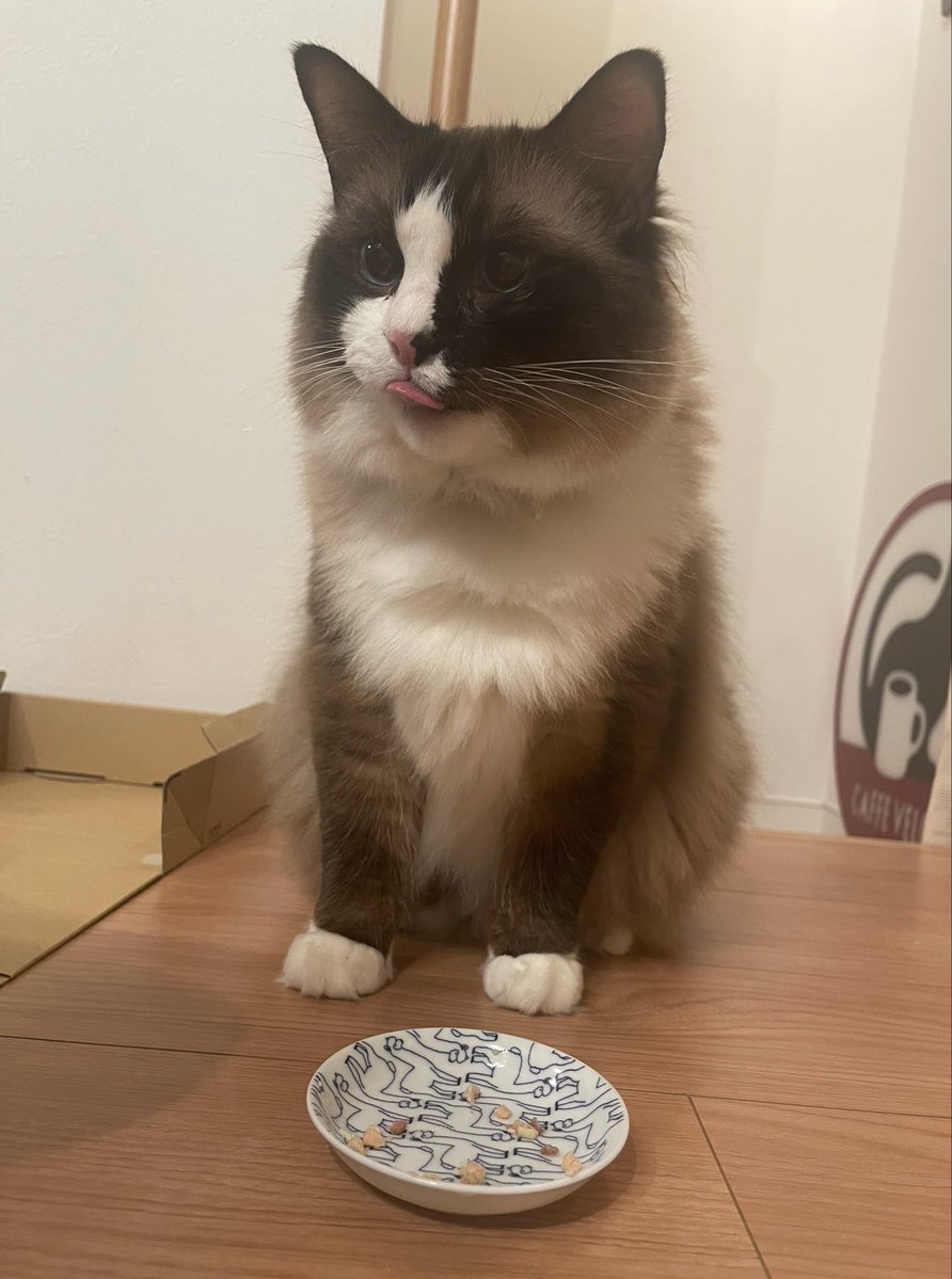 猫壱のフードボウルがロボット掃除機に突き落とされて破損した😭ので
