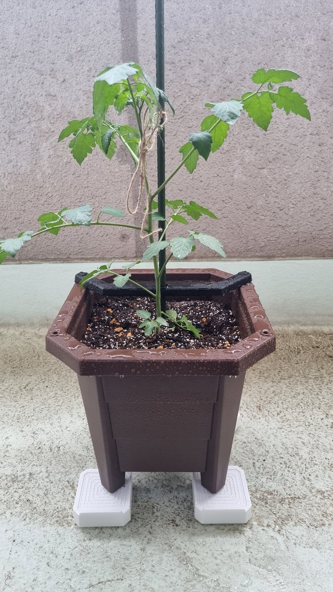 Processor_E's tweet photo. 3日くらい目を離したら急にでかくなっとらん？🍅ww
麻紐で垂れんように縛った https://t.co/2QJyIXUQla