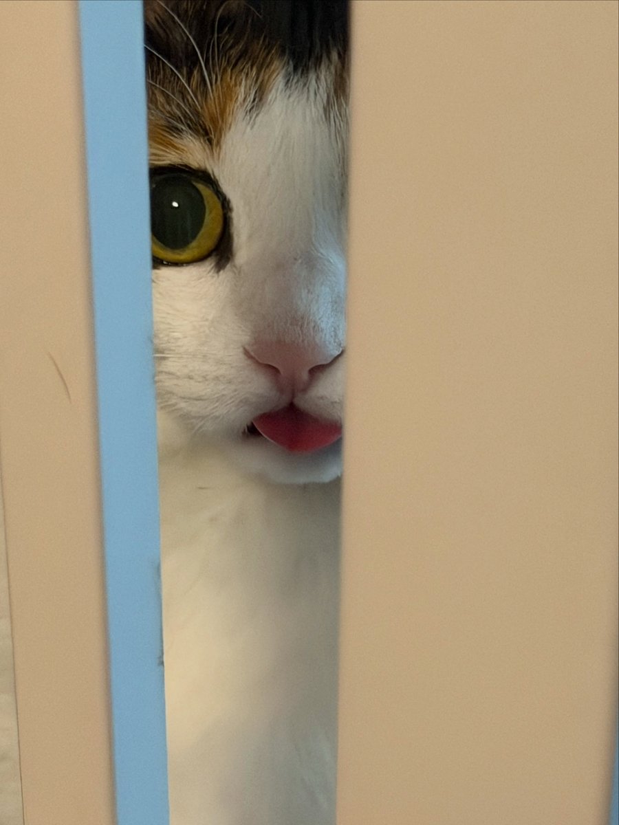 BestOfMeow's tweet photo. https://t.co/K3QH4zBcQS
