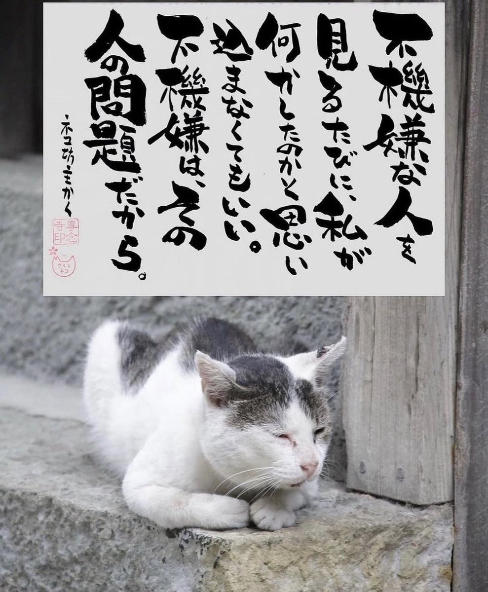 yabumoto610's tweet photo. ネコさんから人間さんへ今日の一言 https://t.co/ix0YfU3Mt6