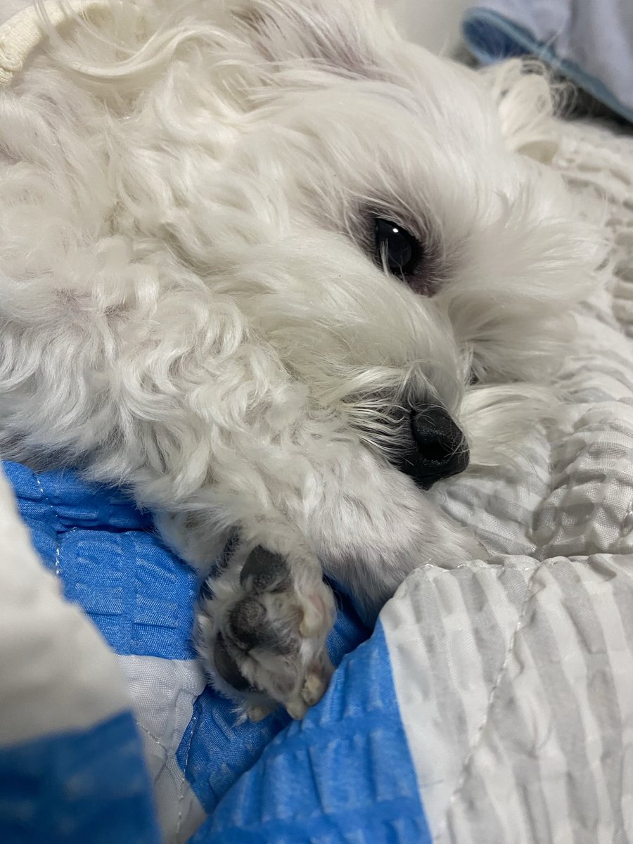 yynami's tweet photo. 우리 애가 쫌 많이 귀여움. ㅎ https://t.co/q6jSKl6tbH