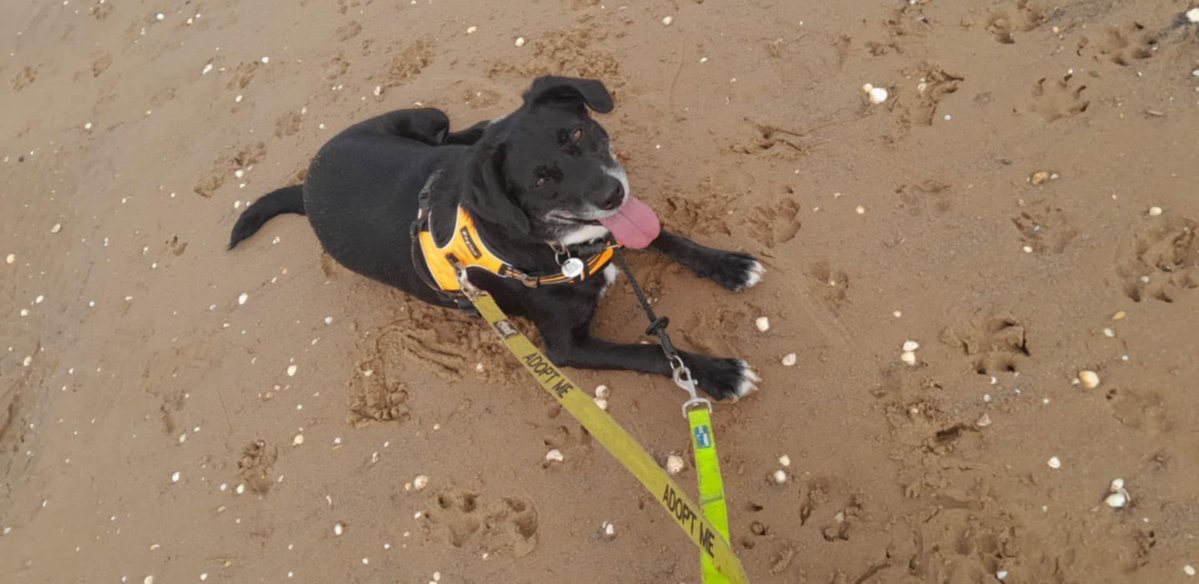 rescuedoggypaws's tweet photo. JASPER
LOOKING FOR A LONG-TERM FOSTER HOME
 6½yr old Jasper is looking for:
• A female-only or mainly female household
• A quiet home with few visitors
• No cats
• No children
Full rescue back-up and support will be provided.
https://t.co/Y5BrOCyWcI
#Lincolnshire #Bridlington https://t.co/Us1jVvtfsu