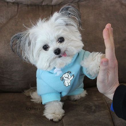 bbpinkat's tweet photo. Our little furball now knows how to high-five! Watching her grow from a wobbly pup to this smart, playful buddy is the best part of our days ， https://t.co/Ia2deGefLC