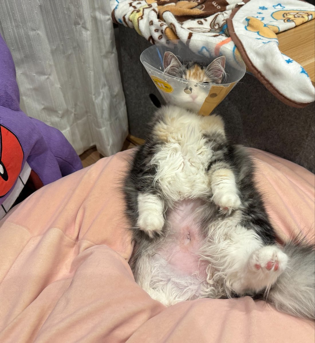poogie444's tweet photo. しばらくお腹もふれなくて悲しい🐱 https://t.co/TpYyjCpbBQ
