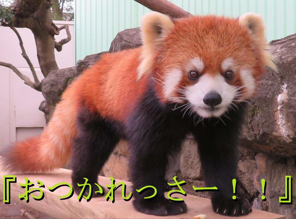 Shugartyark's tweet photo. @AmiriLoves おつかれっさーー！！
<(｀･ω･´)　であります。 https://t.co/xNMlXbuIe4