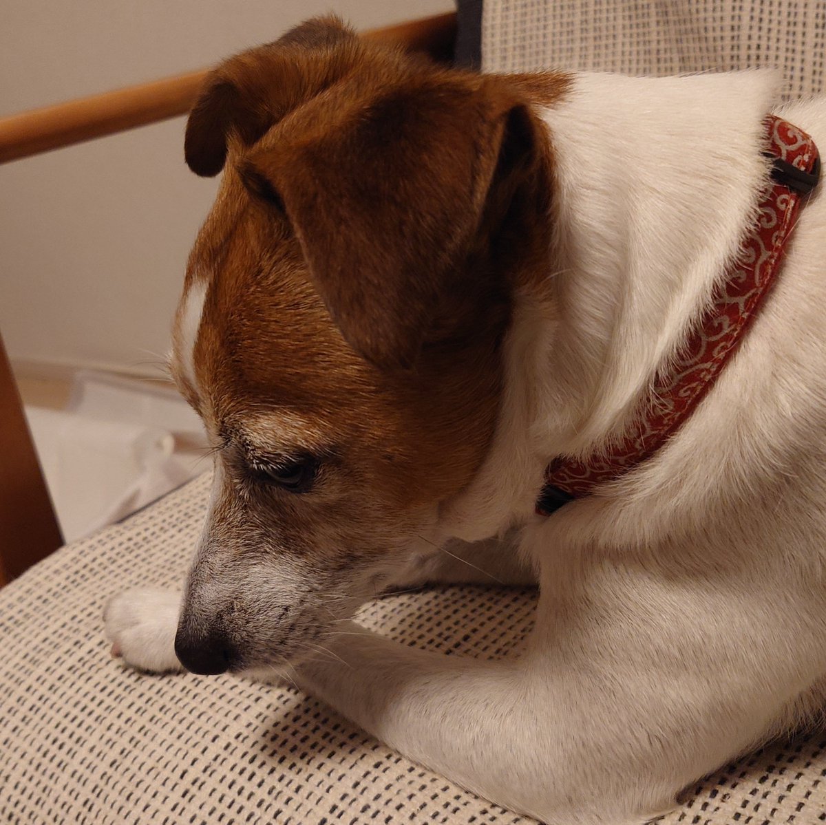 BASIL@Jack Russell Terrier tweet media